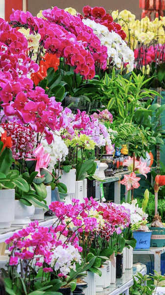 Chợ Hoa Tân Cương Nở Rộ Trước Tết Nguyên Đán video poster